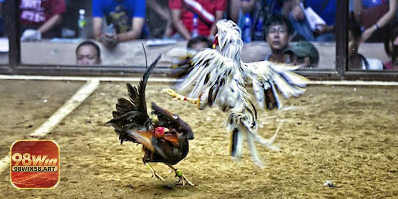 Mẹo Hay Khi Cá Cược Đá Gà Online Tại 98WIN58