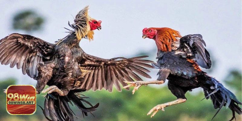 Cách Thức Tham Gia Cá Cược Đá Gà Tại 98WIN58