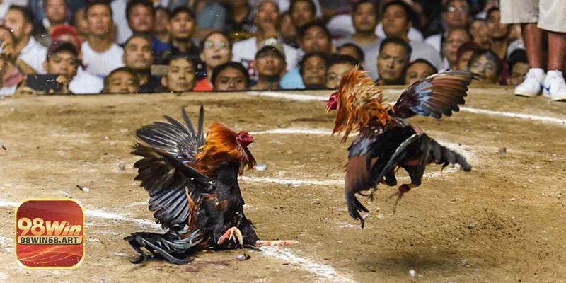Đá Gà Trực Tuyến 98WIN58 - Tổng Quan Về Sàn 